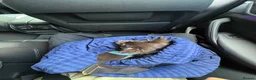 Chihuahua dogs for sale: Long Hair Chocolate Chihuahua Male in London - Advert 4