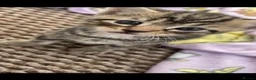 Mixed Breed cats for sale: * Beautiful Kittens Ready for a loving home.  - Advert 8