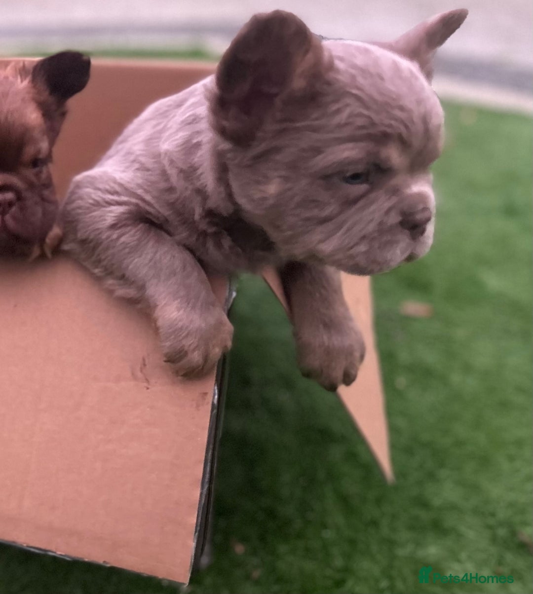 French Bulldog dogs for sale: READY TO LEAVE THIS WEEKEND FLUFFY FRENCH BULLDOGS - Advert 7
