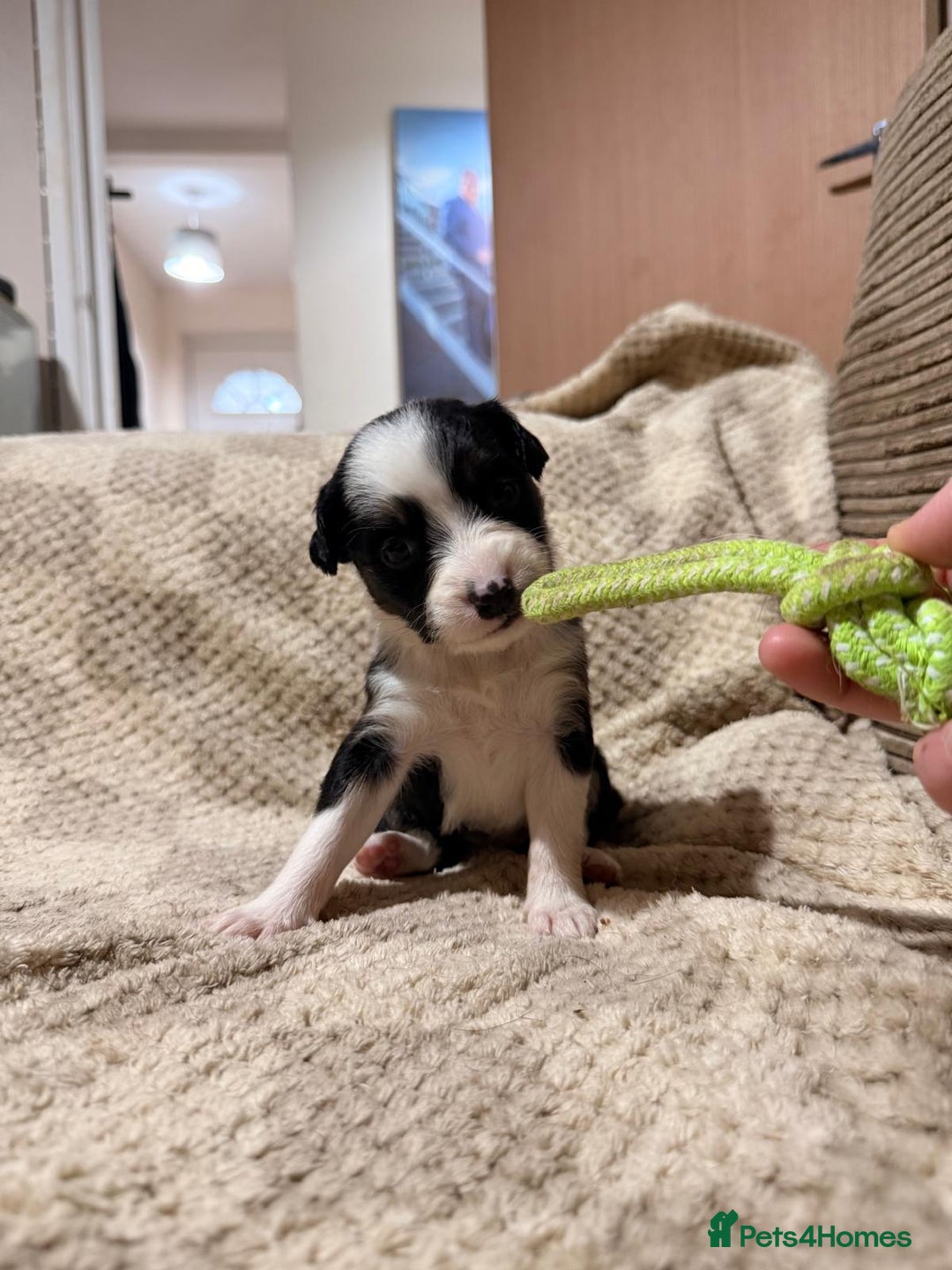 Mixed Breed dogs for sale: ✨🐾 3 Beautiful Female Puppies Available 🐾✨ - Advert 10