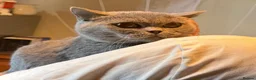 British Shorthair cats for sale: Stunning Pure Blue British Shorthair Queens - Advert 7
