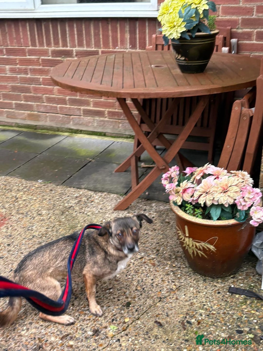 Mixed Breed dogs for adoption: Lindy - Norwich Norfolk  - Advert 14