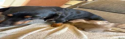 Dachshund dogs for sale: Beautiful Dachshund pups in Whitby - Advert 17