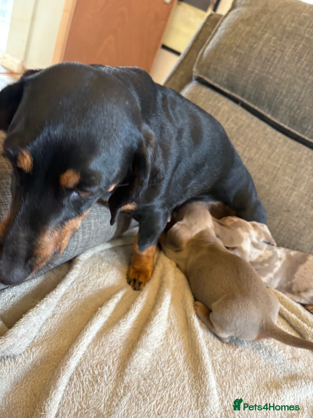 Dachshund dogs for sale: Beautiful Dachshund pups in Whitby - Advert 17