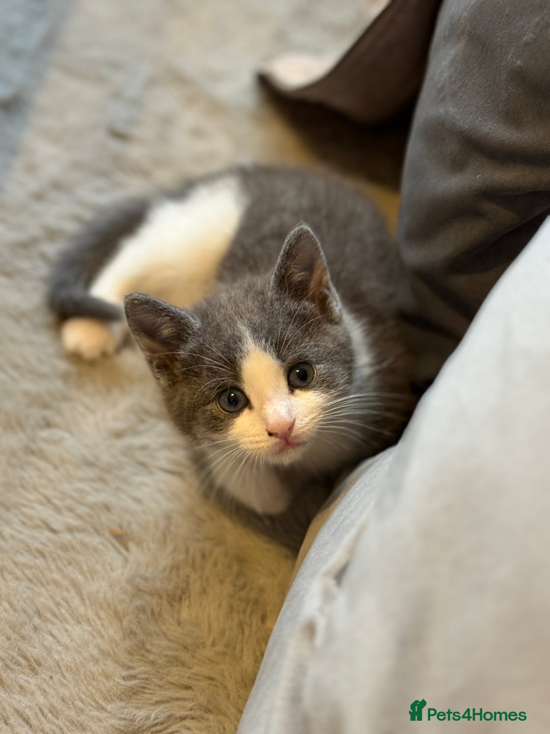 Mixed Breed cats for sale: Grey and white tabby  - Advert 2