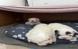 French Bulldog dogs for sale: Fluffy French Bulldogs - Image 15