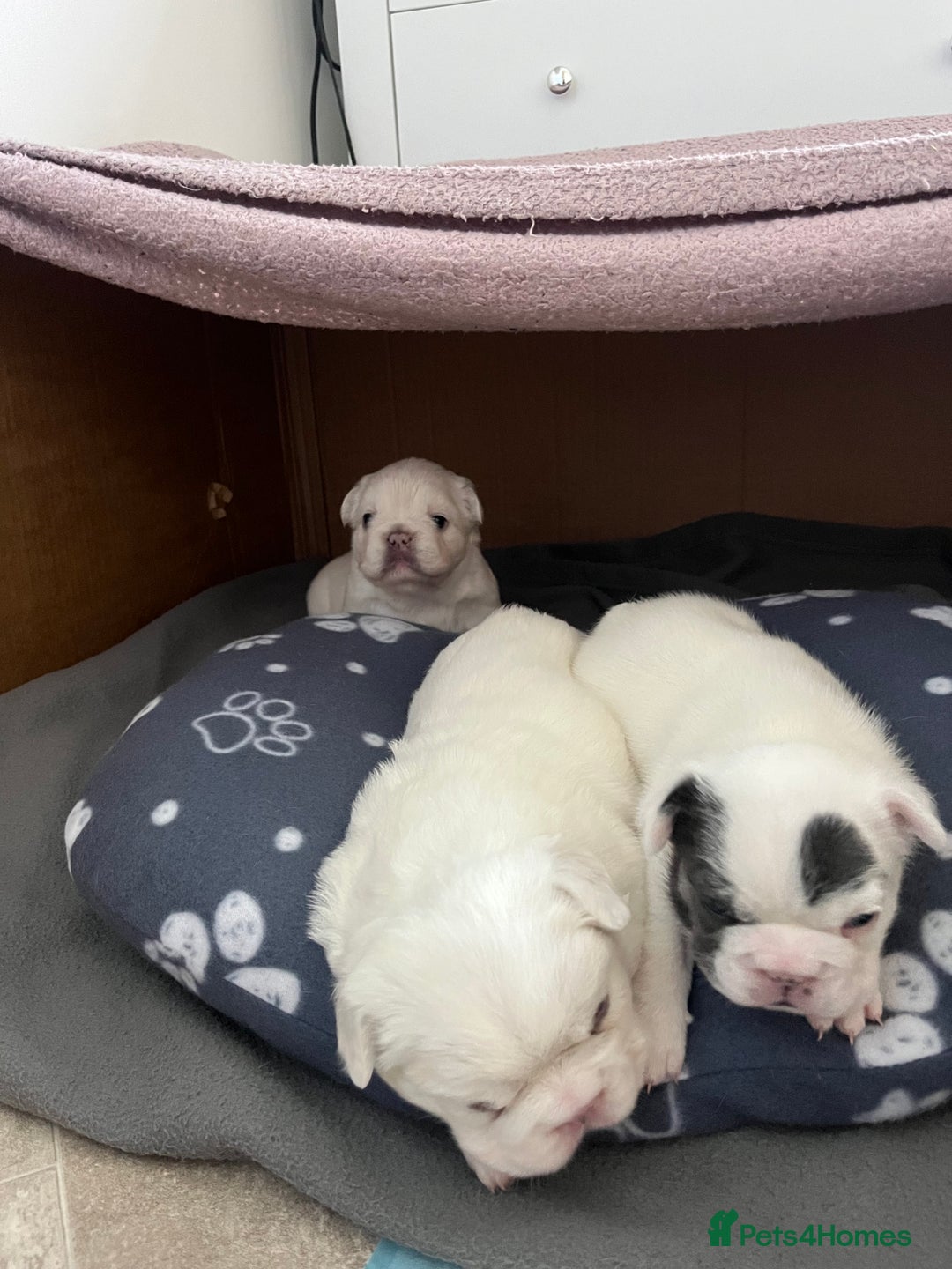 French Bulldog dogs for sale: Fluffy French Bulldogs - Image 15