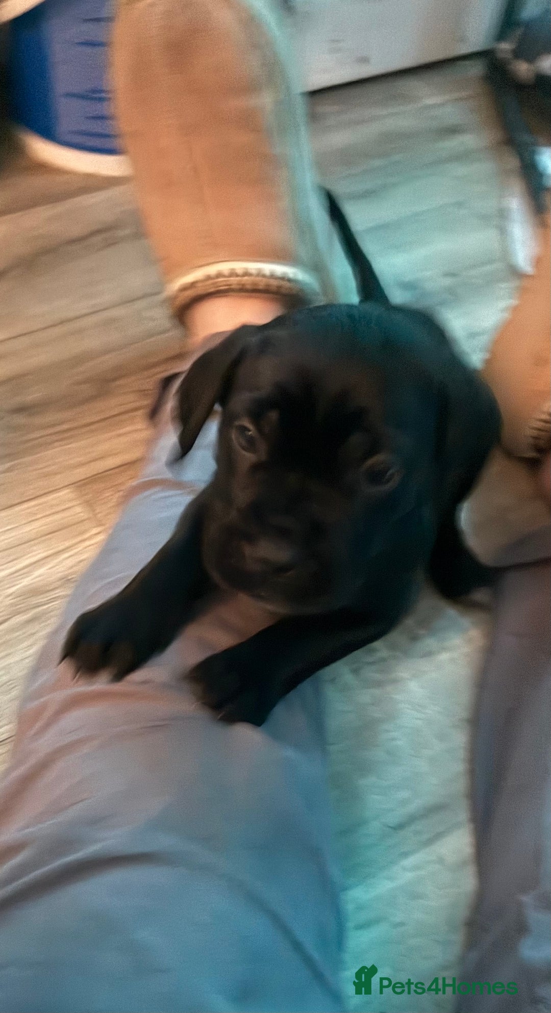 Cane Corso dogs for sale:  Stunning pure cane corso puppies - Advert 14