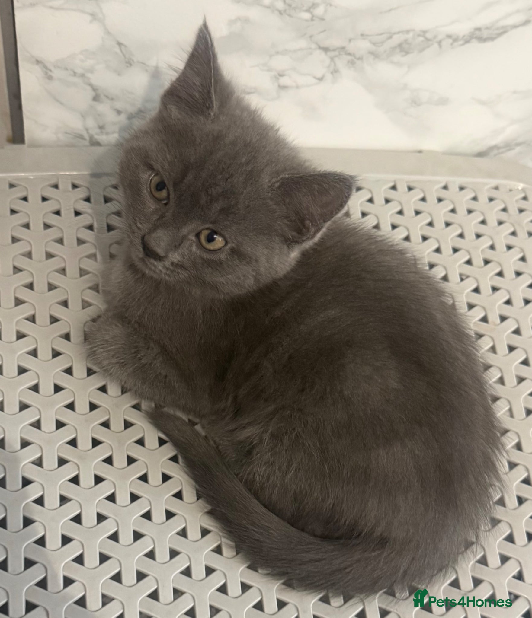 Mixed Breed cats Gorgeous female grey kitten - Advert 6