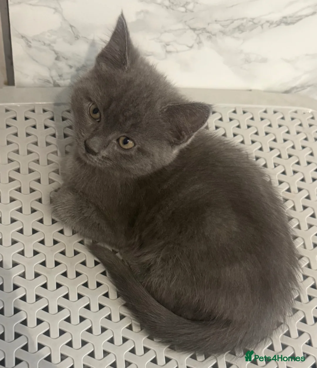 Mixed Breed cats for sale: Gorgeous female grey kitten - Advert 1