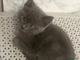 Mixed Breed cats Gorgeous female grey kitten - Advert 5