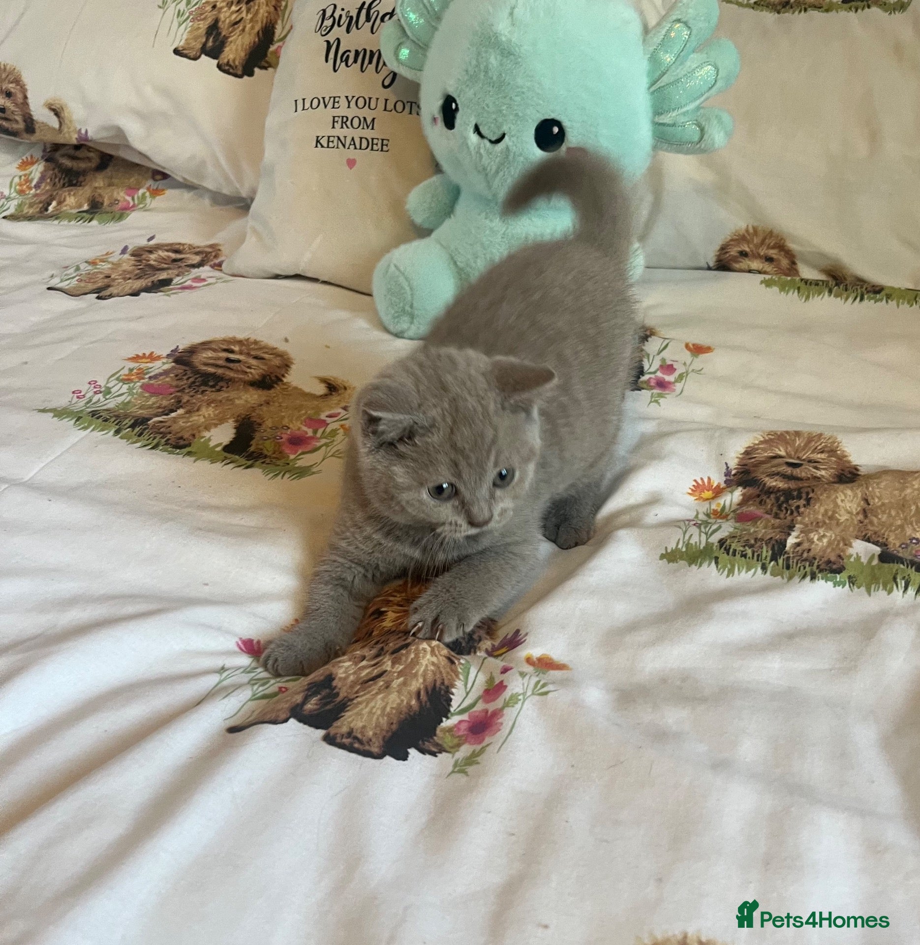 British Shorthair cats Beautiful Bsh kitten READY NOW - Advert 1