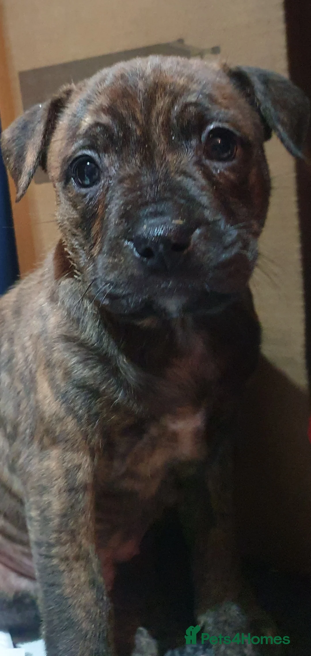 Mixed Breed dogs for sale: Gorgeous staffy x English bulldog puppies - Advert 4