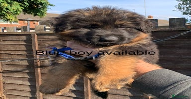 German Shepherd dogs - Advert 11