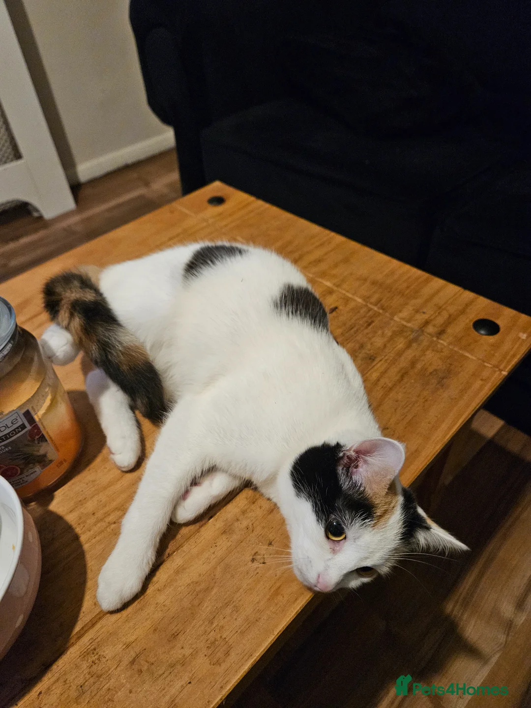 Mixed Breed cats for sale: 2 female 7 month old sisters - Advert 2