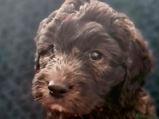 Labradoodle dogs ⭐✨ Mini Labradoodles Multigen - F1b Parents 🐾✨ - Advert 1
