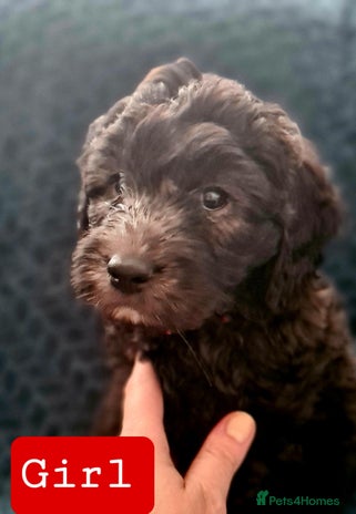 Labradoodle dogs ⭐✨ Mini Labradoodles Multigen - F1b Parents 🐾✨ - Advert 9