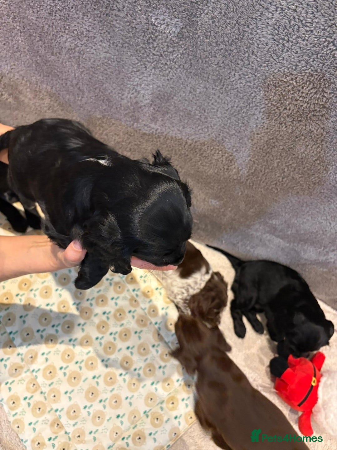 Cocker Spaniel dogs for sale: Pedigree show kc parents DNA health tested    - Advert 27
