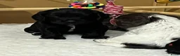 Cocker Spaniel dogs for sale: RKC Working cocker spaniel  - Advert 6