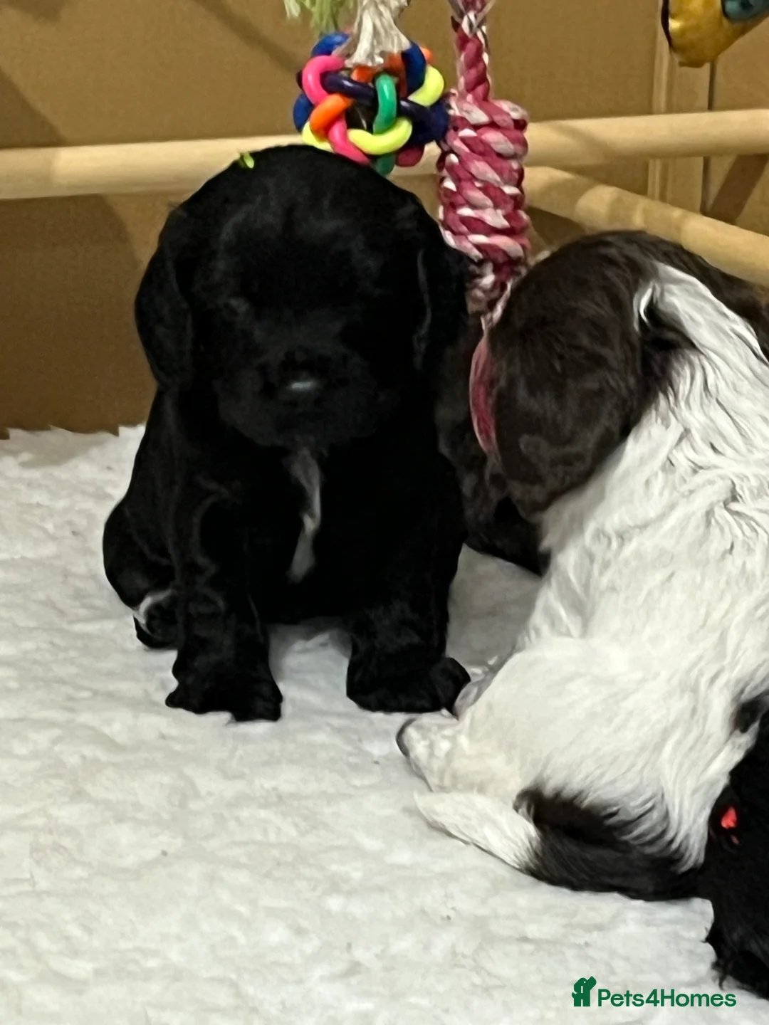 Cocker Spaniel dogs for sale: RKC Working cocker spaniel  - Advert 6