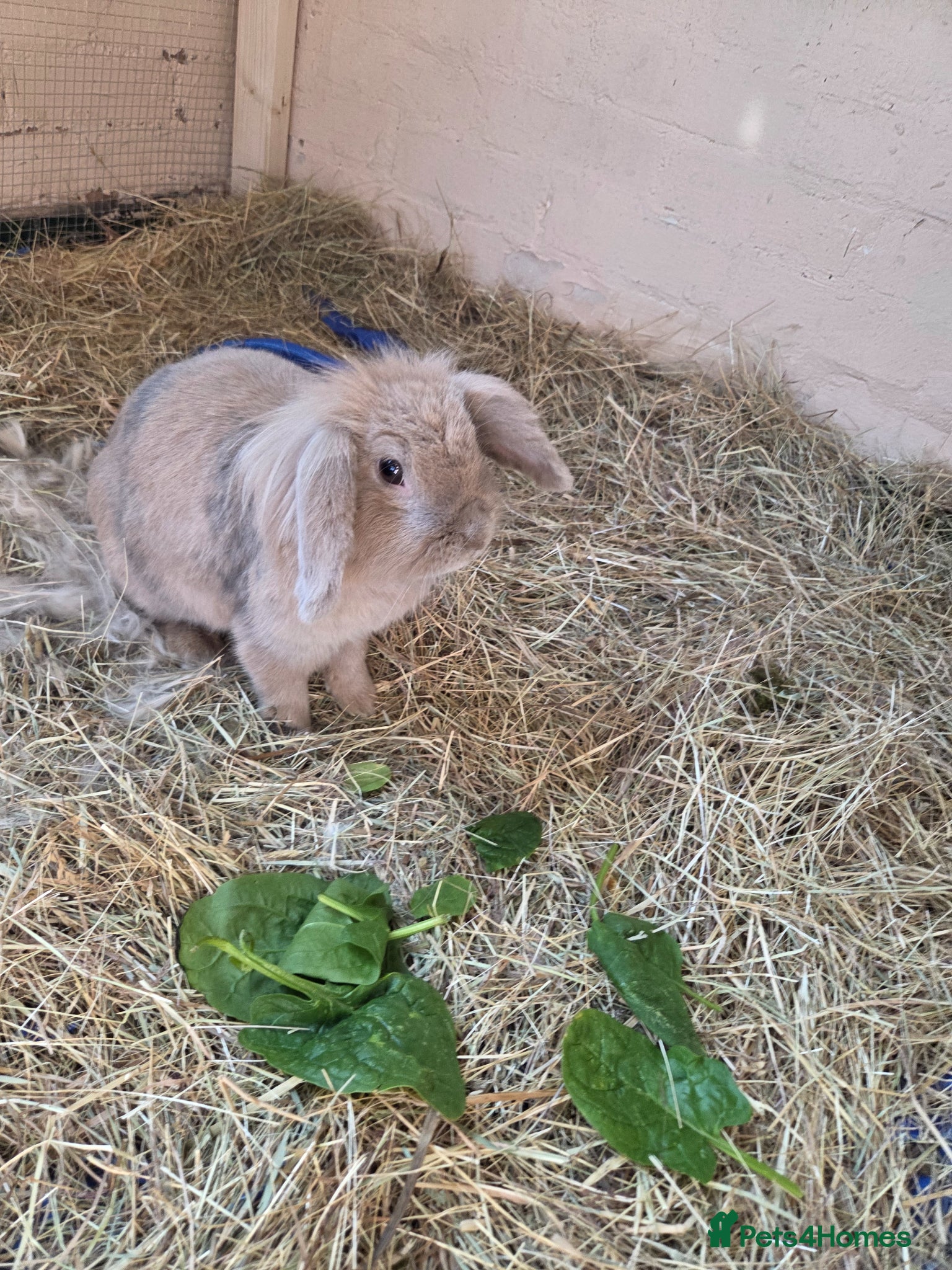 Mini Lion Lop rabbits Flower 🐇  - Advert 2