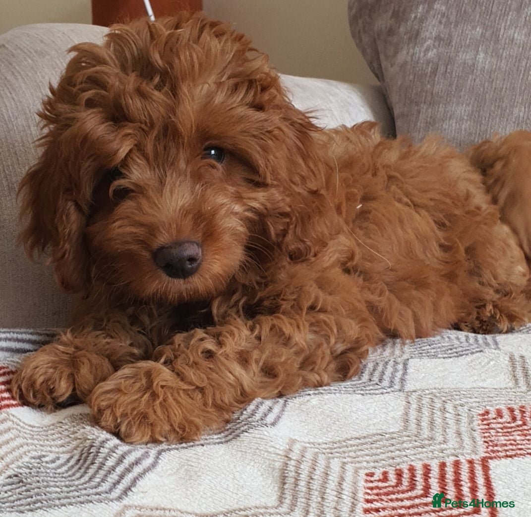 Mini Goldendoodle dogs READY..Red Mini Goldendoodles dna clear - Advert 2
