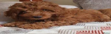 Goldendoodle 6