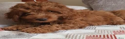 Mini Goldendoodle dogs for sale: READY..Red Mini Goldendoodles dna clear - Advert 2