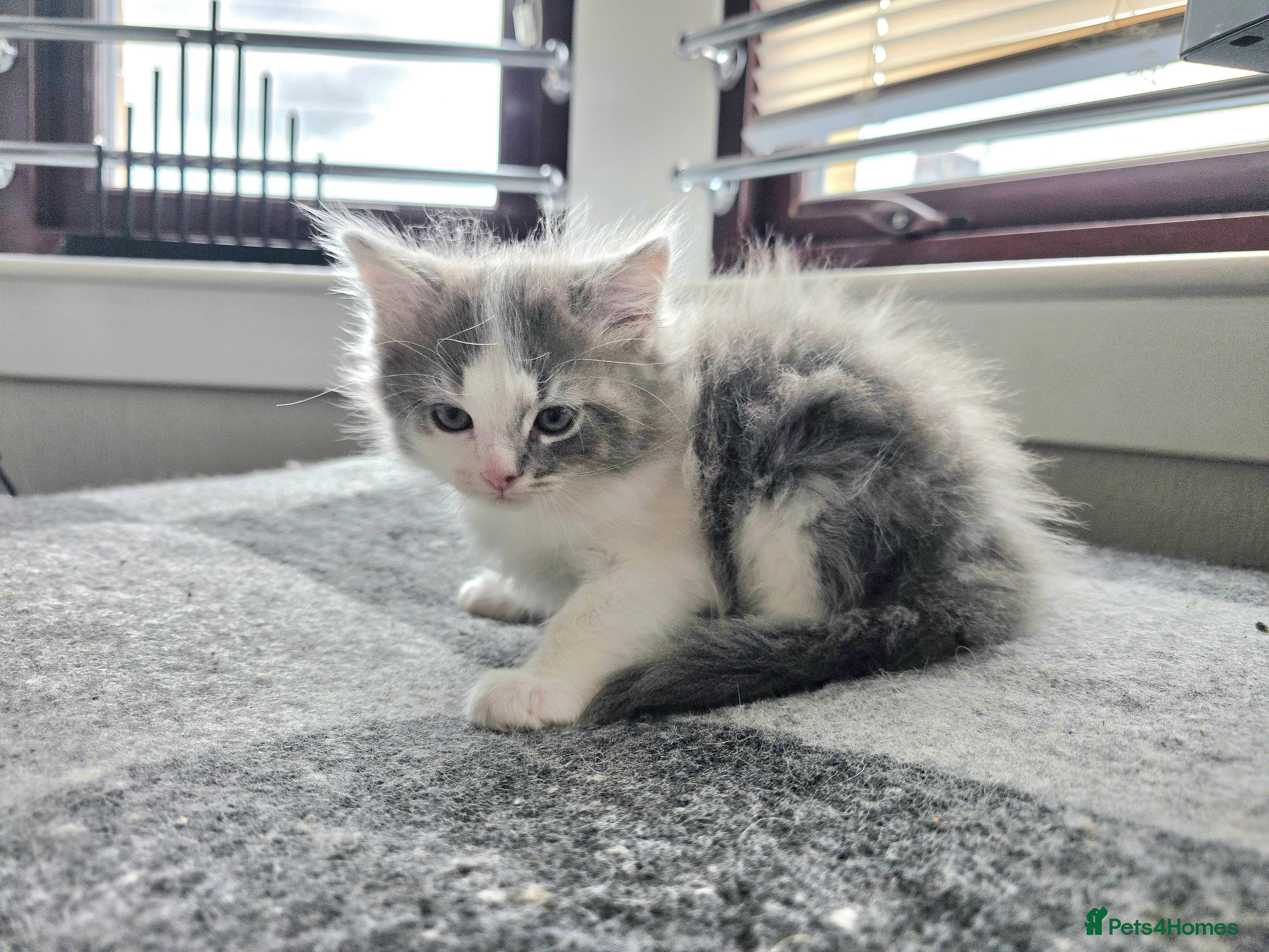Ragdoll cats Beautigul anf Fluffy Ragdoll Cross kittens - Advert 2