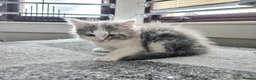 Ragdoll cats for sale: Beautigul anf Fluffy Ragdoll Cross kittens - Advert 1