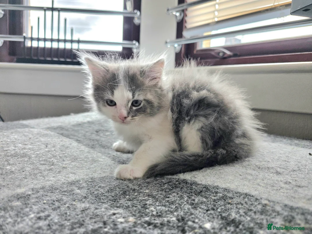 Ragdoll cats for sale: Beautigul anf Fluffy Ragdoll Cross kittens - Advert 1