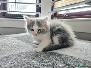 Ragdoll cats Beautigul anf Fluffy Ragdoll Cross kittens - Advert 5