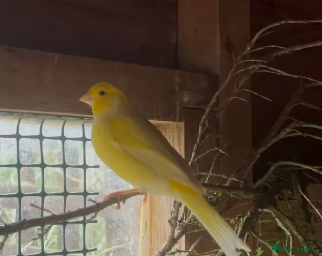 Canaries birds for sale: Male canaries - Advert 1