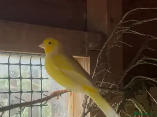 Canaries birds Male canaries - Advert 1