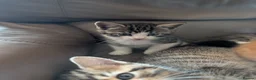 Mixed Breed cats for sale: Beautiful playful kittens in Taunton - Advert 4