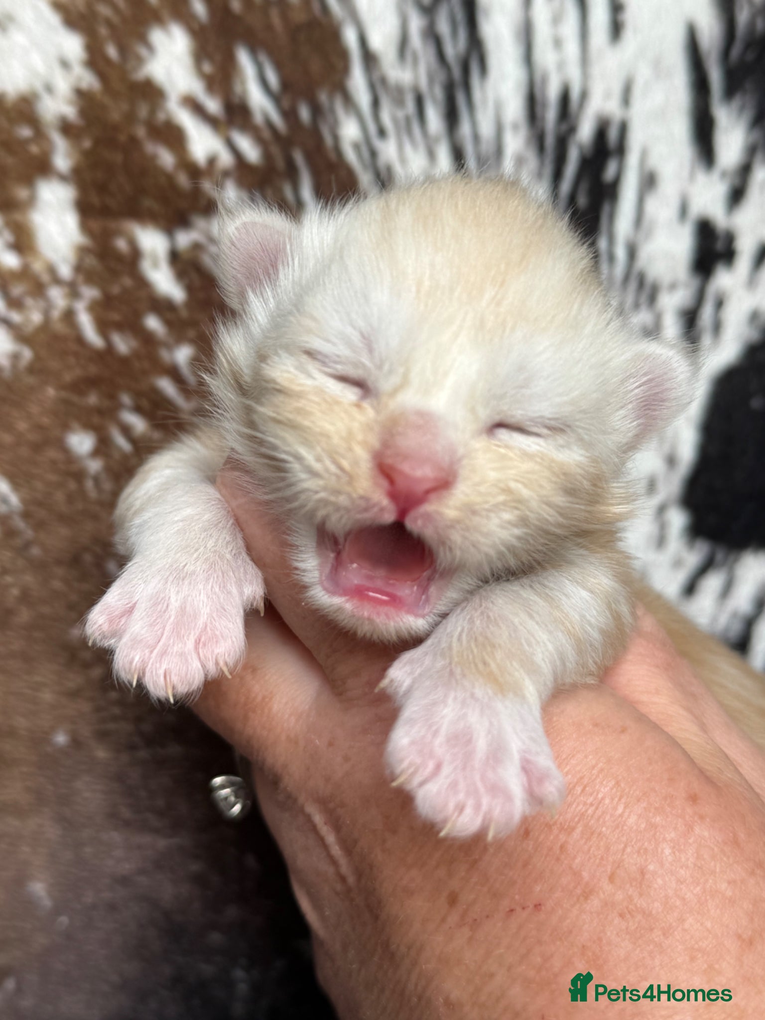 Maine Coon cats ANDERPRIDE has new Cub arrivals  - Advert 1