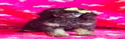 Toy Poodle dogs for sale: *REDUCED* ONLY ONE BOY AVAILABLE - Advert 6