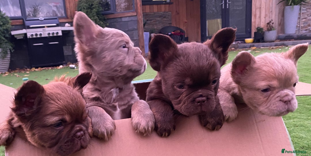 French Bulldog dogs for sale: READY TO LEAVE THIS WEEKEND FLUFFY FRENCH BULLDOGS - Advert 9