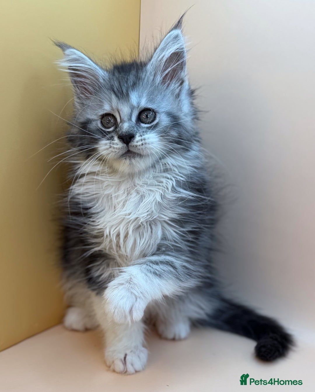 Maine Coon cats for sale: Maine Coons with Tests, Papers, Vet Checks & Vacc. - Advert 27