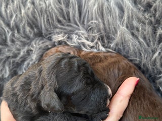 Aussiedoodle dogs Miniature Aussiedoodle Pups 🐾 ❤️ - Advert 2