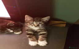Mixed Breed cats for sale: 4 kittens ready for loving homes - Image 6