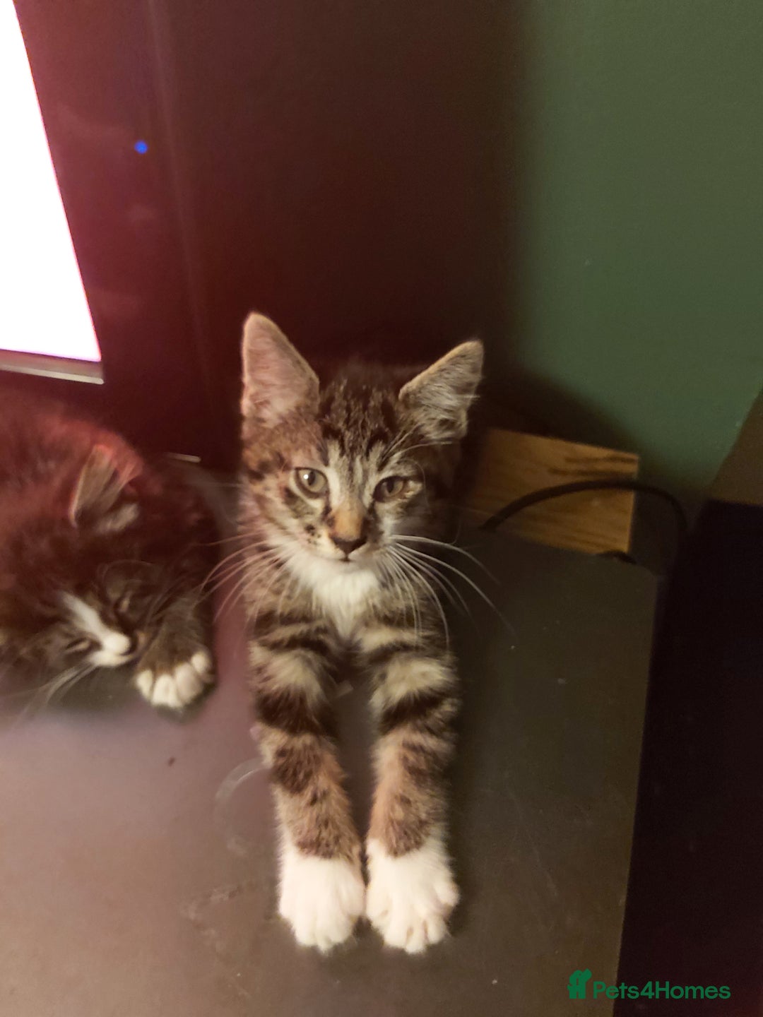 Mixed Breed cats for sale: 4 kittens ready for loving homes - Image 6
