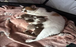 British Shorthair cats for sale: 🍫 🧸Beautiful TICA Registered British Short 🧸🍫 - Image 19