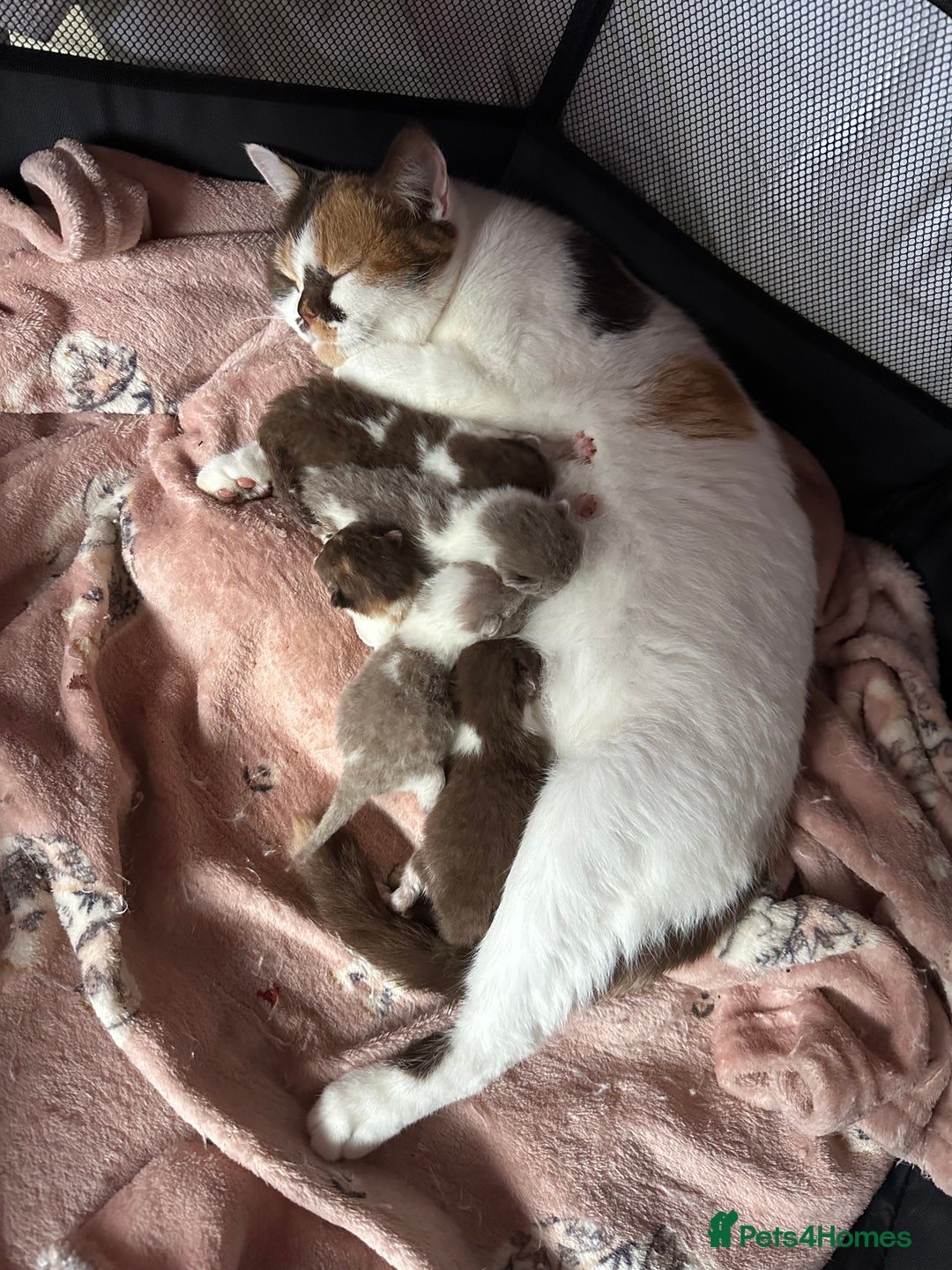 British Shorthair cats for sale: 🍫 🧸Beautiful TICA Registered British Short 🧸🍫 - Image 19