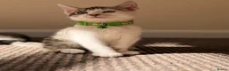 British Shorthair cats for sale: ✨5th Gen BSH x Bengal Kittens-Bear, Bagel & Bella✨ - Advert 25