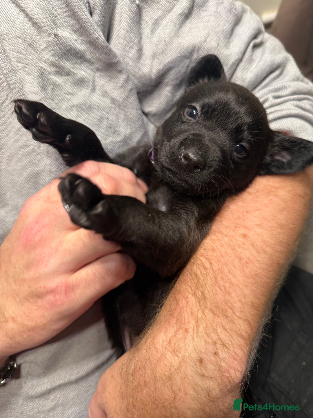 Labrador Retriever dogs for sale: Labrador X Boxerdore puppies  - Advert 31