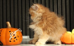 British Shorthair cats for sale: Gorgeous LH Golden Chinchilla boy - Image 6