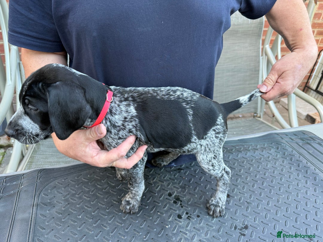 Mixed Breed dogs for sale: German shorthair pointer/wirehairpointer - Image 19