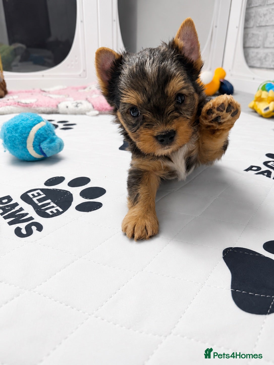 Yorkshire Terrier dogs Yorkshire terrier Merle ready to go  - Advert 7