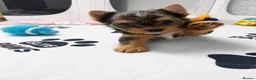 Yorkshire Terrier dogs for sale: Yorkshire terrier Merle  - Advert 2